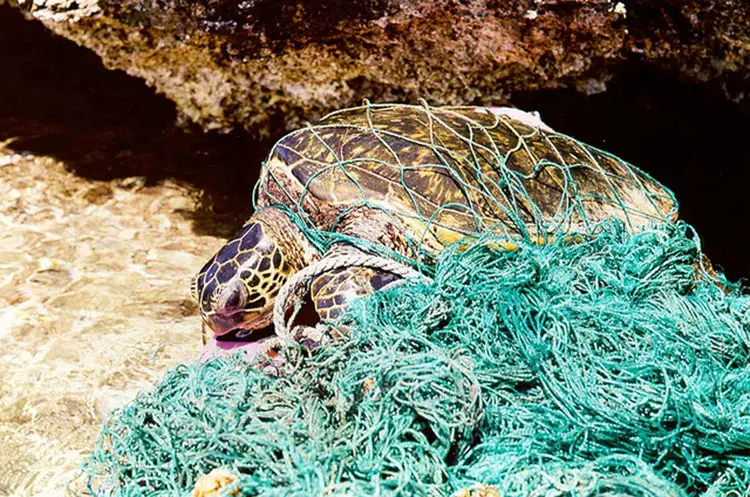 Marine debris can entangle and harm marine organisms. For air-breathing organisms, such as the green sea turtle, entanglement in debris can prevent animals from being able to swim to the surface, causing them to drown.