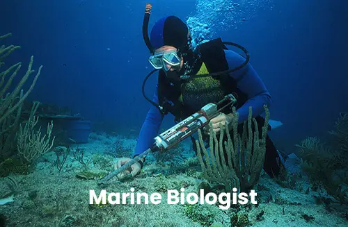 Top Marine Careers - Sea Jobs On Ships 22 A marine biologist from the Florida Keys National Marine Sanctuary uses a glue gun to reattach a piece of living coral broken lose when a boat went aground on the shallow coral reef.