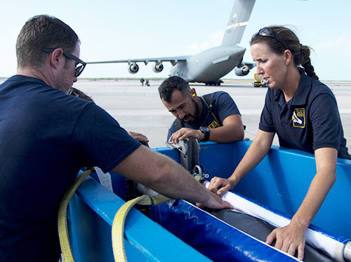 11 High Paying Marine Careers 7 Aquatic Veterinarian