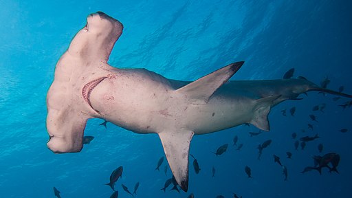 What Is The Great Blue Hole Of Belize? 3 Hammerhead