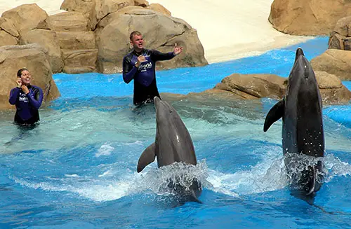 Marine Mammal Trainer