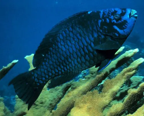 What Is The Great Blue Hole Of Belize? 2 Midnight Parrotfish