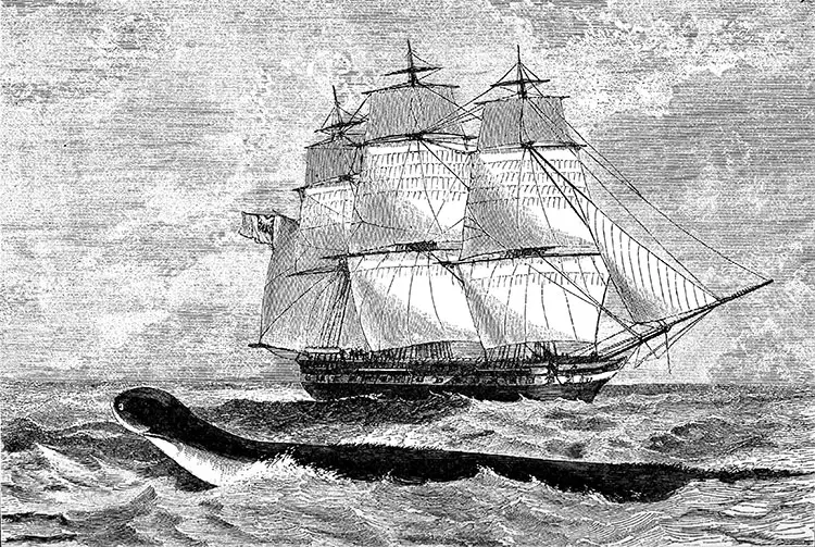 The Sea Serpent - An UNSOLVED Mystery 19 HMS Daedalus Sea Serpent