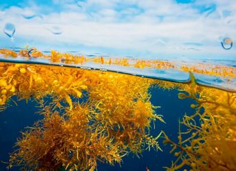 Damen Partners With Maris To Consider Seaweed Solution 12 Damen Partners With Maris To Consider Seaweed Solution
