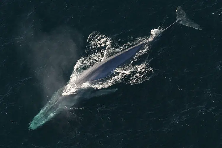 17 Endangered Ocean Species and Marine Animals 5 Blue Whale