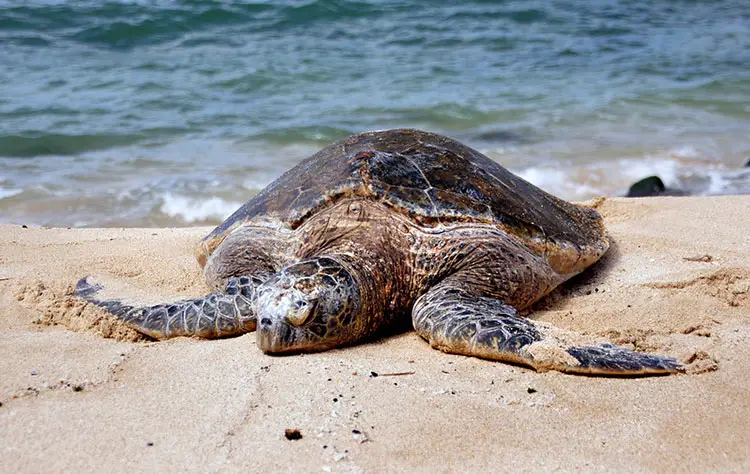 Green sea turtle (Cheloniamydas)