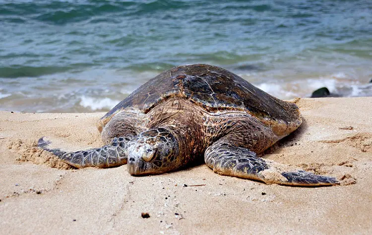 17 Endangered Ocean Species and Marine Animals 2 Green sea turtle (Cheloniamydas)