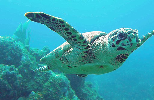 17 Endangered Ocean Species and Marine Animals 3 Hawksbill Turtle (Eretmochelys imbricate)