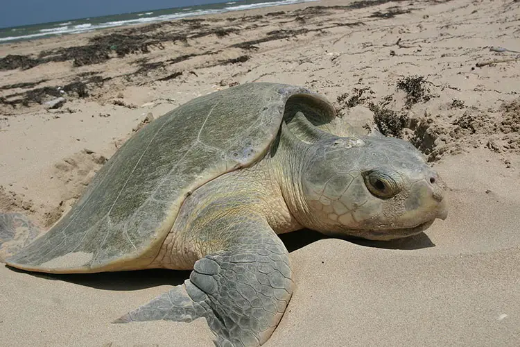 Kemp’s Ridley sea turtle (Lepidochelys kempii)