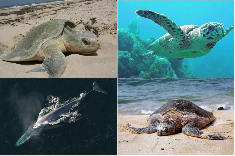 Ocean Endangered Animals List Species Turtle Threatened Hawksbill Sea ...