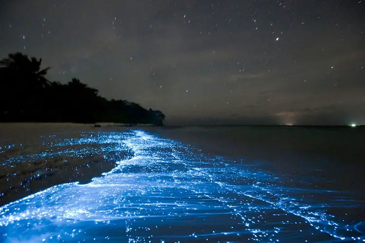 Bioluminescence Bioluminescence