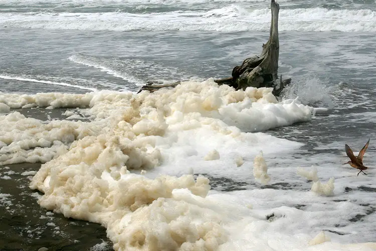 Sea Foam Sea Foam