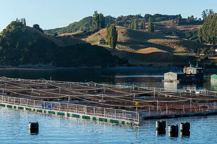 Career In Aquaculture: All You Need To Know 1 Career In Aquaculture