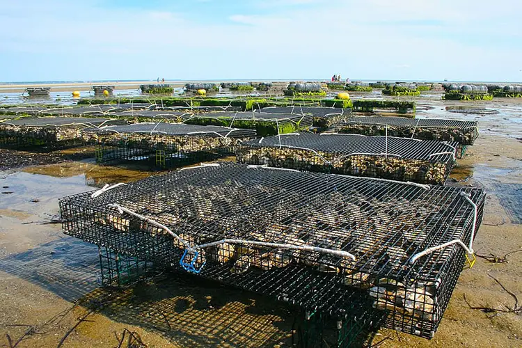 Oyster Farm - Aquaculture