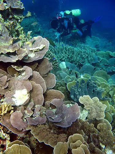 Coal reef of Karimunjawa